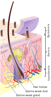 The human skin